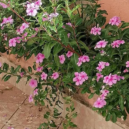 아파트 Lemon House *