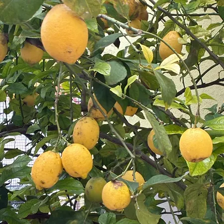 아파트 Lemon House 사사리