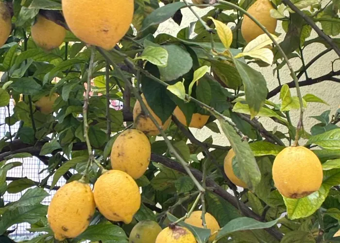 Apartman Lemon House Sassari